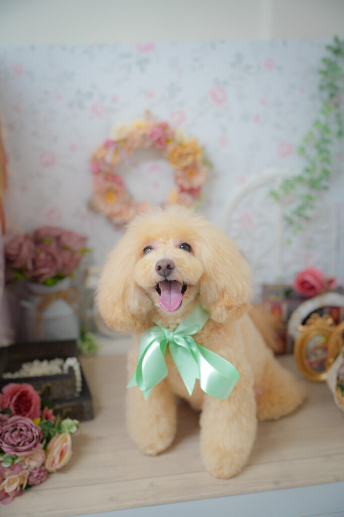 株式会社 京倭/solun grooming studio&hotel